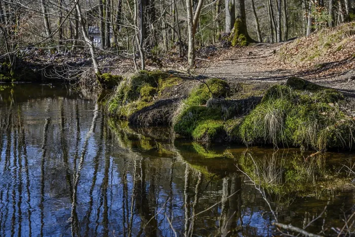 Framed Print : A quiet stream in the forest with mirroring reflections of the trees and moss-covered banks
