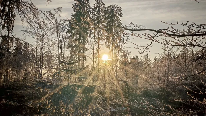 Framed Print : A quiet winter forest, illuminated by the last rays of sunshine of the day