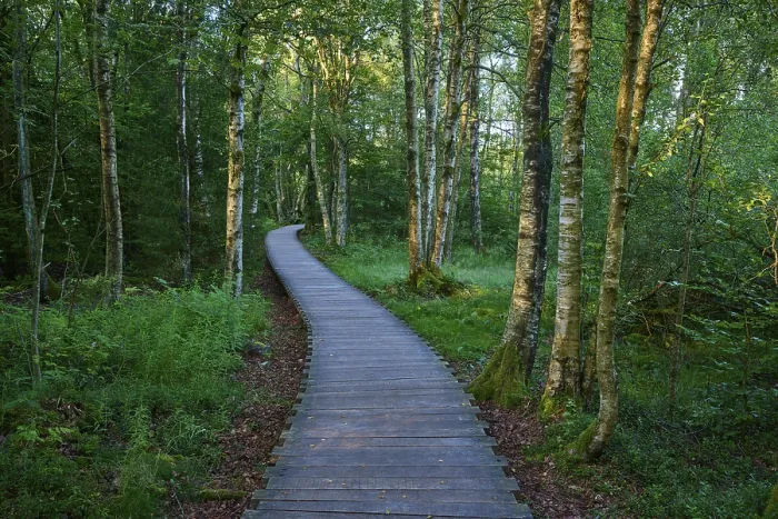 Framed Print : A quiet wooden plank path winds through a green moor birch forest on a summer's day Framed Print : A quiet wooden plank path winds through a green moor birch forest on a summer's day
