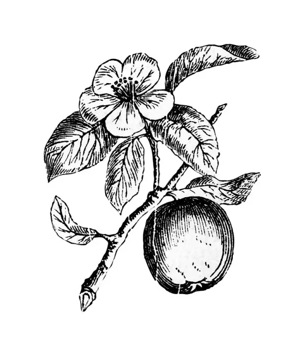 Framed Print : Quince, historical illustration from: Marie Adenfeller Framed Print : Quince, historical illustration from: Marie Adenfeller