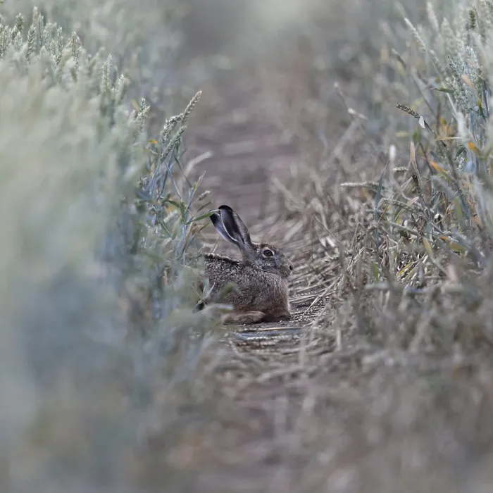 Framed Print : Quite cosy... European hare (Lepus europaeus) Framed Print : Quite cosy... European hare (Lepus europaeus)