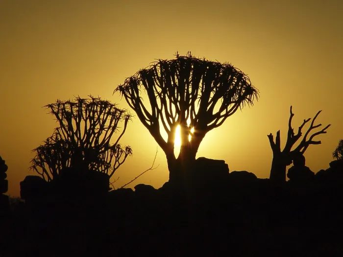 Framed Print : Quiver tree (Aloe dichotoma)