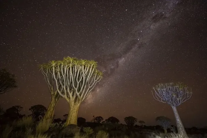 Framed Print : Quiver tree (Aloe dichotoma), Night with starry sky