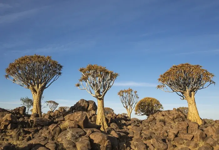 Framed Print : Quiver tree (Aloe dichotoma), Quiver Tree forest near Keetmanshoop