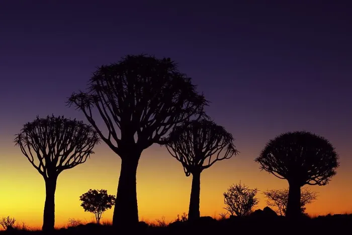 Framed Print : Quiver tree forest at sunset, Keetmanshoop