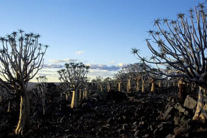 Framed Print : Quivertree forest Keetmanshoop Namibia Aloe dichotoma