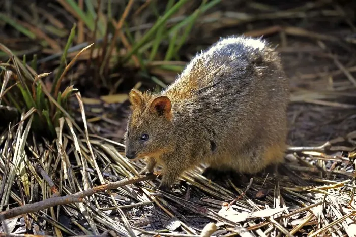 Framed Print : Quokka, (Setonix brachyrus), adult
