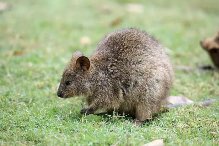 Framed Print : Quokka (Setonix brachyurus), adult couple Framed Print : Quokka (Setonix brachyurus), adult couple