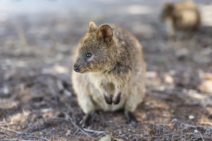 Framed Print : Quokka (Setonix brachyurus), Rottnest Island