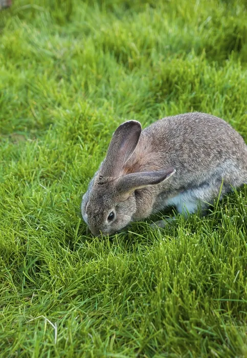 Framed Print : One rabbit eats grass in the garden Framed Print : One rabbit eats grass in the garden