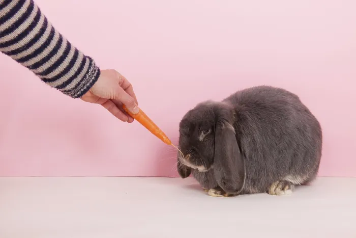 Framed Print : Rabbit French lop eating fresh carrot on pink background