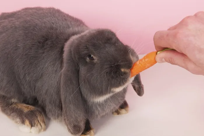 Framed Print : Rabbit French lop eating fresh carrot on pink background