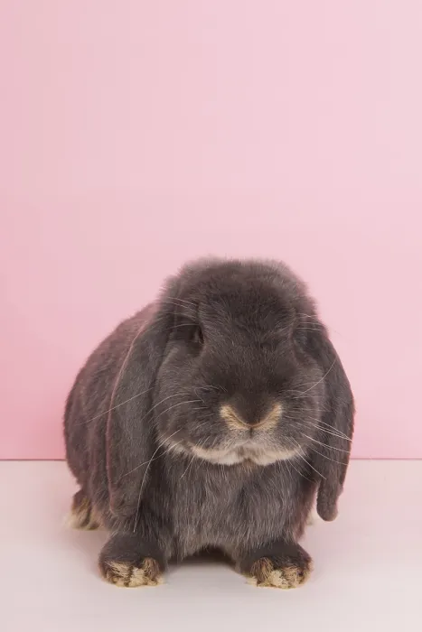 Framed Print : Rabbit French lop on pink background