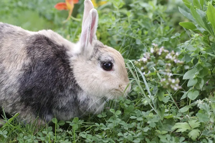 Framed Print : Rabbit (Oryctolagus cuniculus)
