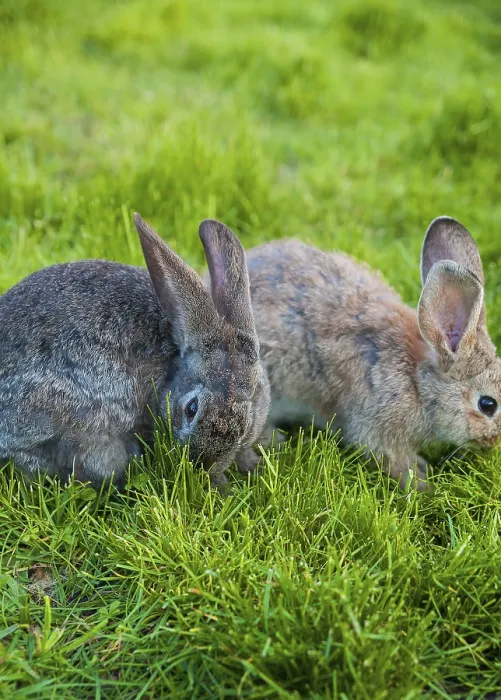 Framed Print : Two rabbits eat grass in the garden Framed Print : Two rabbits eat grass in the garden