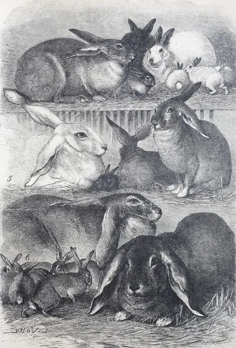 Framed Print : Rabbits and hares, stable hare