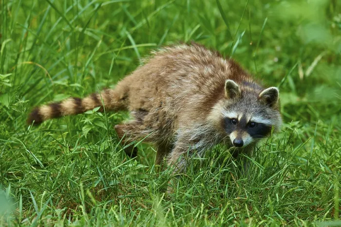 Framed Print : A raccoon attentively roaming the tall grass in the forest Framed Print : A raccoon attentively roaming the tall grass in the forest