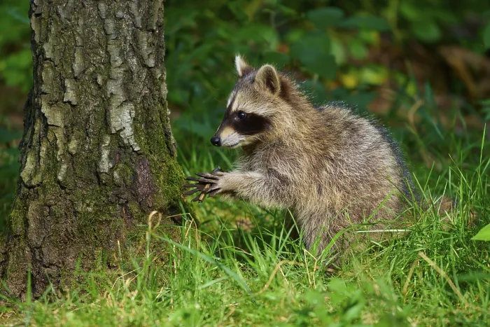 Framed Print : A raccoon is carefully examining the environment on a tree in the forest