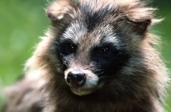 Framed Print : Raccoon dog Framed Print : Raccoon dog