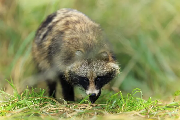 Framed Print : A raccoon dog in the grass, well camouflaged and curiously looking down