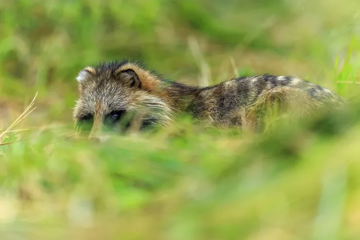 Framed Print : A raccoon dog lies in the grass and is surrounded by vegetation Framed Print : A raccoon dog lies in the grass and is surrounded by vegetation