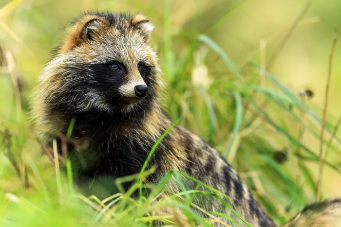 Framed Print : A raccoon dog looks attentively to the side in the midst of green nature Framed Print : A raccoon dog looks attentively to the side in the midst of green nature