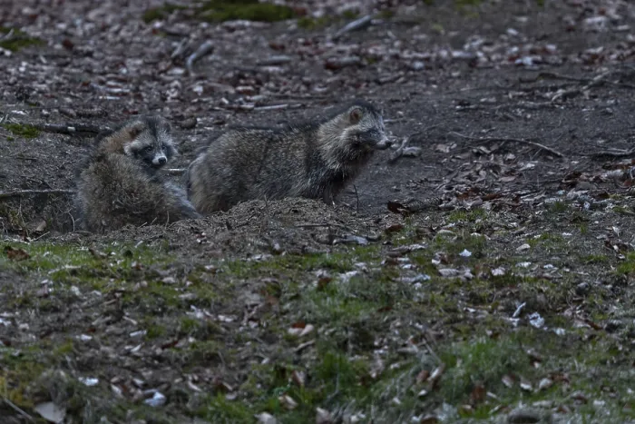 Framed Print : The raccoon dog (Nyctereutes procyonoides) on the right is the male Framed Print : The raccoon dog (Nyctereutes procyonoides) on the right is the male