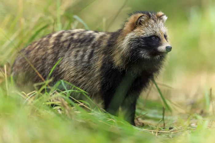 Framed Print : A raccoon dog stands alert in the grass looking into the distance