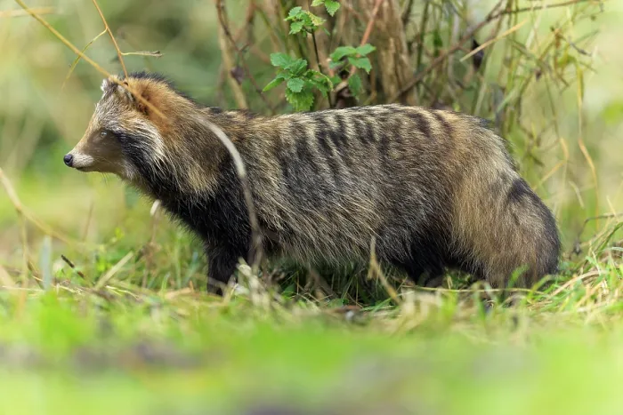Framed Print : A raccoon dog stands sideways in front of a tree trunk in the grass Framed Print : A raccoon dog stands sideways in front of a tree trunk in the grass