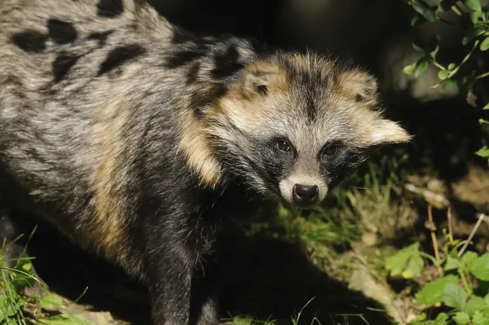 Framed Print : Raccoon dog in sunlight with dense