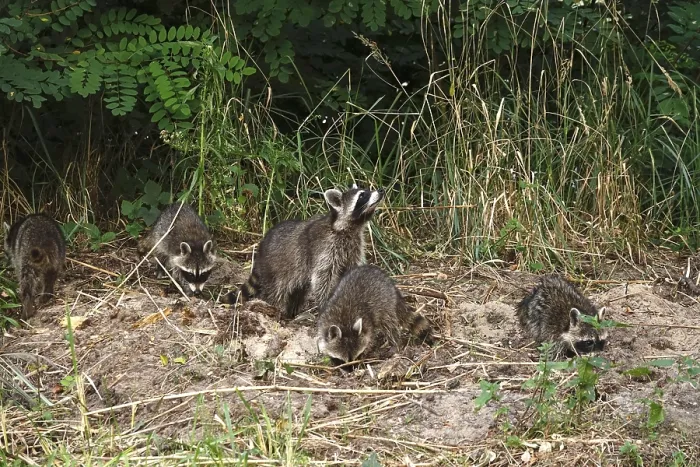 Framed Print : Raccoon, family at the edge of a forest
