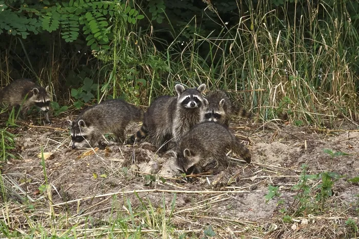 Framed Print : Raccoon, family at the edge of a forest