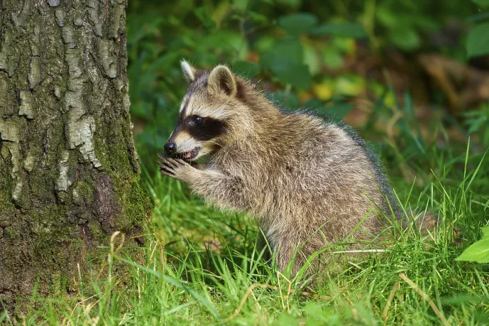 Framed Print : A raccoon looks with curiosity at the grass next to a tree Framed Print : A raccoon looks with curiosity at the grass next to a tree