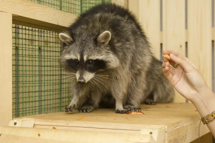 Framed Print : Raccoon petting zoo sits on the site Framed Print : Raccoon petting zoo sits on the site