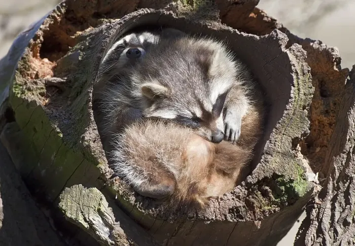 Framed Print : Raccoon (Procyon lotor)