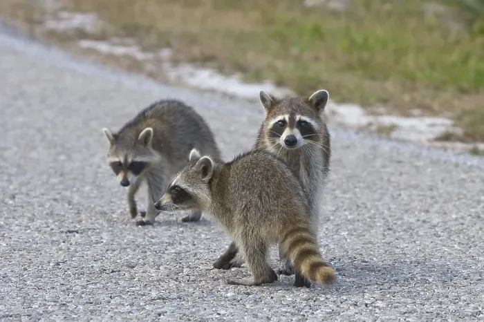 Framed Print : Raccoon (Procyon lotor)