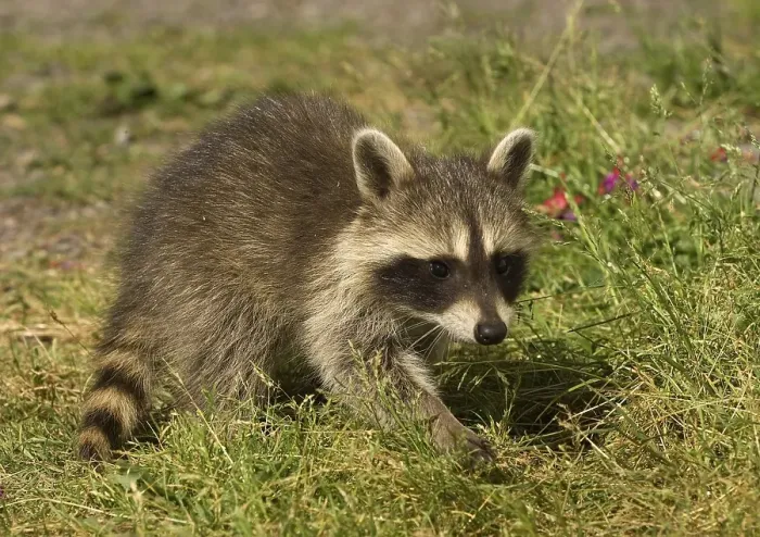 Framed Print : Raccoon (Procyon lotor)