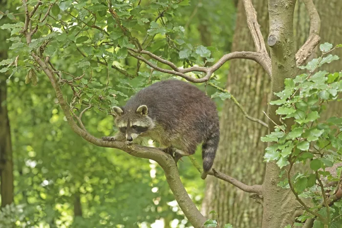 Framed Print : Raccoon (Procyon lotor)