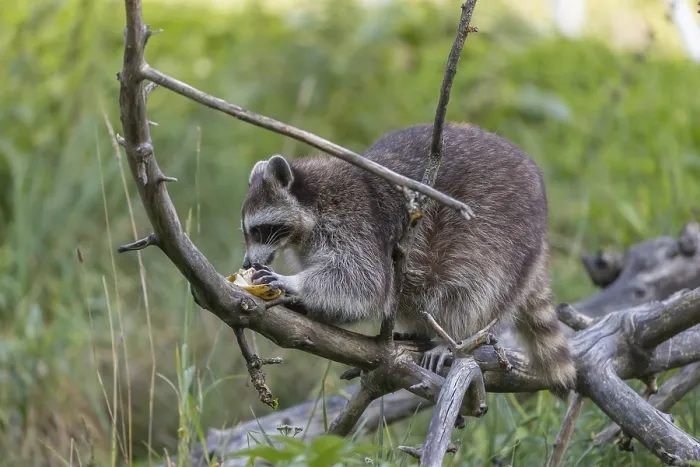 Framed Print : One Raccoon, procyon lotor, climbing on branches of a fallen tree and feeding on a found banana