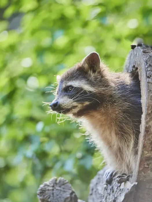 Framed Print : Raccoon (Procyon lotor), in a forest