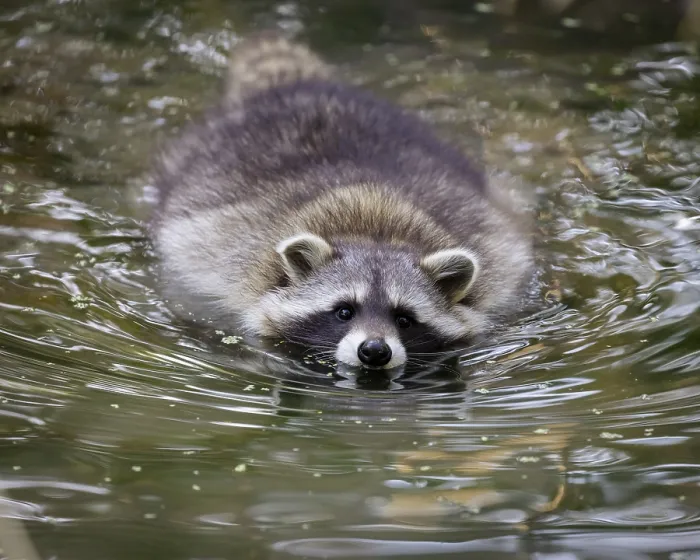 Framed Print : Raccoon (Procyon lotor), Germany, Europe Framed Print : Raccoon (Procyon lotor), Germany, Europe