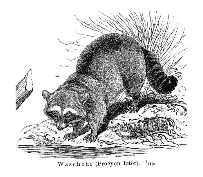 Framed Print : Raccoon (Procyon lotor), illustration from Meyers Encyclopedia