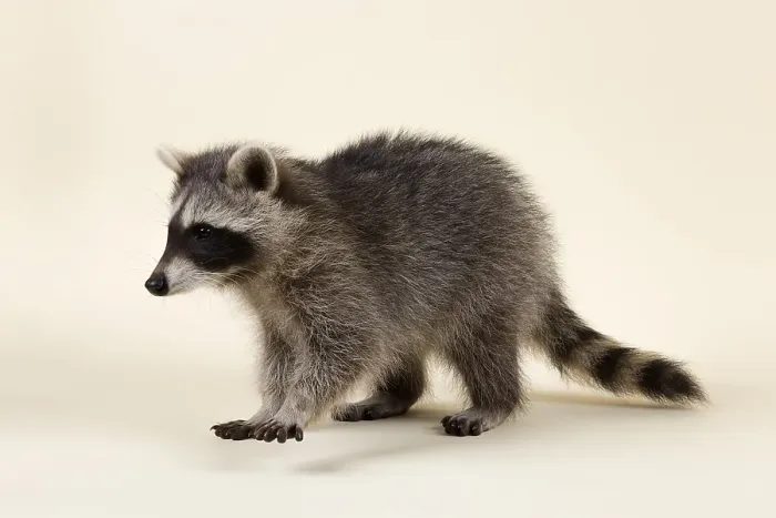 Framed Print : Raccoon (Procyon lotor), kitten Framed Print : Raccoon (Procyon lotor), kitten