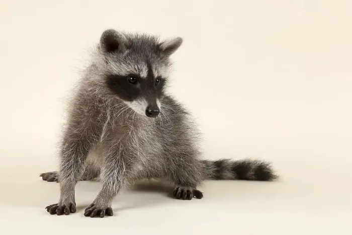 Framed Print : Raccoon (Procyon lotor), kitten Framed Print : Raccoon (Procyon lotor), kitten