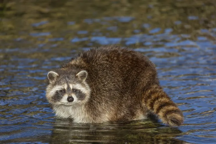 Framed Print : One Raccoon, Procyon lotor, looking for food between the pebbles in shallow water
