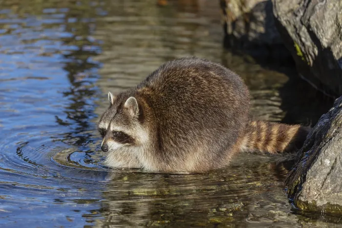 Framed Print : One Raccoon, Procyon lotor, looking for food between the pebbles in shallow water Framed Print : One Raccoon, Procyon lotor, looking for food between the pebbles in shallow water