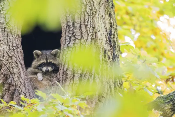 Framed Print : Raccoon (Procyon lotor) looking out of its tree den