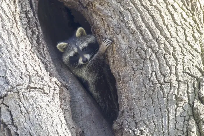 Framed Print : Raccoon (Procyon lotor), old animal