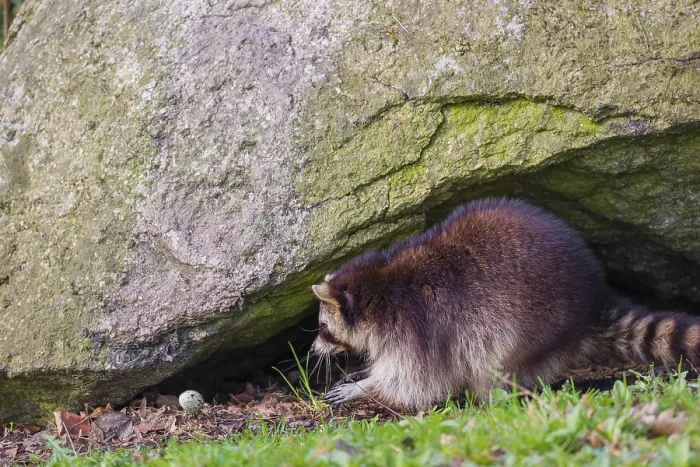 Framed Print : A raccoon, Procyon lotor, sits in a rock niche and throws away an egg Framed Print : A raccoon, Procyon lotor, sits in a rock niche and throws away an egg