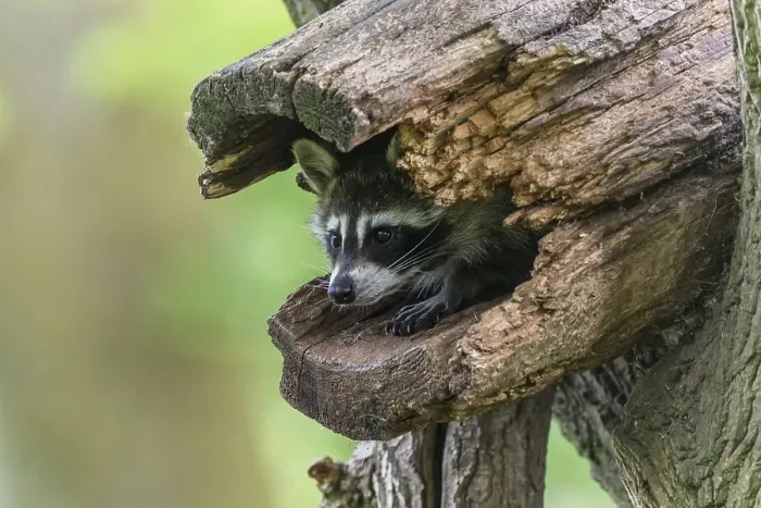 Framed Print : Raccoon (Procyon lotor) sitting in hollow tree trunk